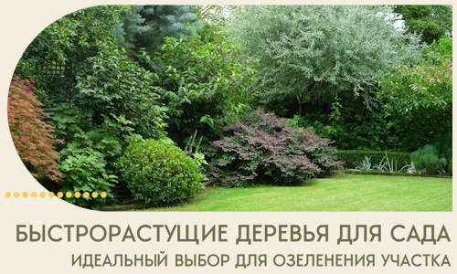 Быстрорастущие деревья для сада идеальный выбор в Снежинске
