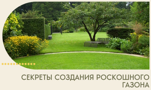Секреты создания роскошного газона в Снежинске